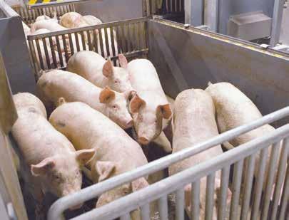 2.4 Bedövning av grisar i grupper på 5-8 djur, och överförs skonsamt till en bedövningsbox med hjälp av automatiskt drivna grindar.
