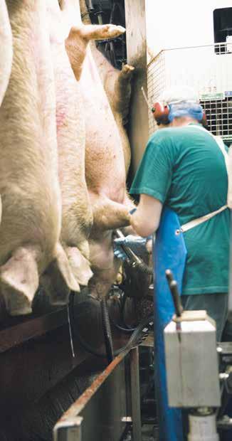 3.4 Stickning, avblodning och användning av blod 3.4.1 Lagstiftning och branschregler Bestämmelser för uppsamling av blod från gris för konsumtion är fastlagda i hygienförordningen för animaliska livsmedel (853/2004/EG).