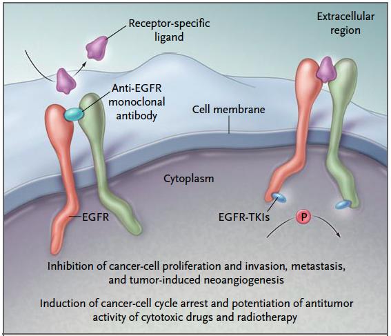 Två typer av molekylärt inriktade (målsökande) läkemedel med fundamentalt olika verkningsmekanismer - - - - Antikroppar trastuzumab (HER2) pertuzumab (HER2) cetuximab (EGFR) panitumumab (EGFR) - -