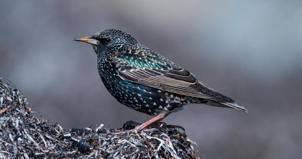 Fre 18 sön 20 mar Tranor i Pulken Se ons 16 mars! Infokontakt Evert Valfridsson. Lör 19 mar Är de första vårtecknen här?