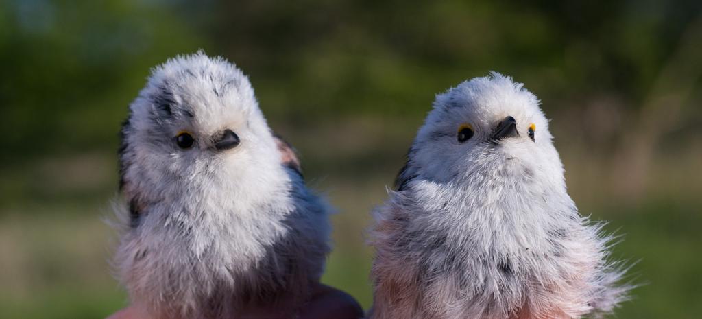 Lör 21 maj Linnérundan Samling kl. 07.00 på p-platsen vid naturum. Ta med kikaren och glöm inte lite förmiddagsfika!