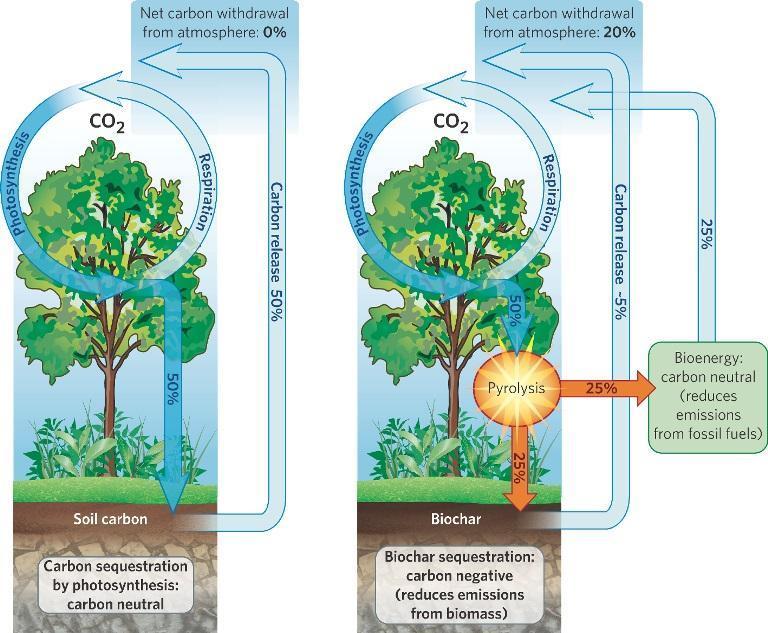 växten har dött. (Capon 2010) För att undvika detta kan man skapa biokol av växtmaterialet (Steiner el. al. 2010). Eftersom biokolet har en lång halveringstid kommer koldioxiden att bindas under lång tid i marken.