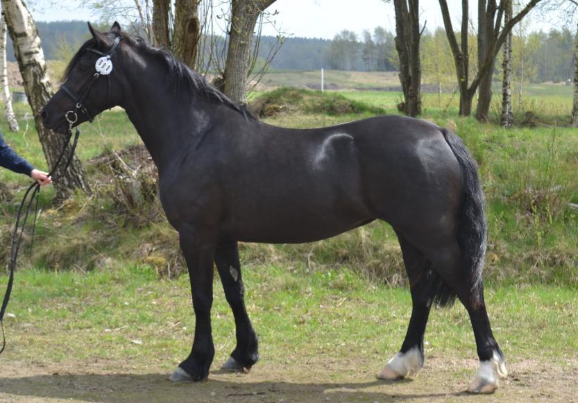 KWD 185 Ågårdens Isadora 37-10-1091 Sv, stjme, vtktbb, 145 cm Född år 2010 hos Per Börjesson & Maria Borvall, Ågården 2, 512 61 Kalv. Ägare: Ingela Dohber, Vitbäcksred, Östergården, 512 61 Kalv.