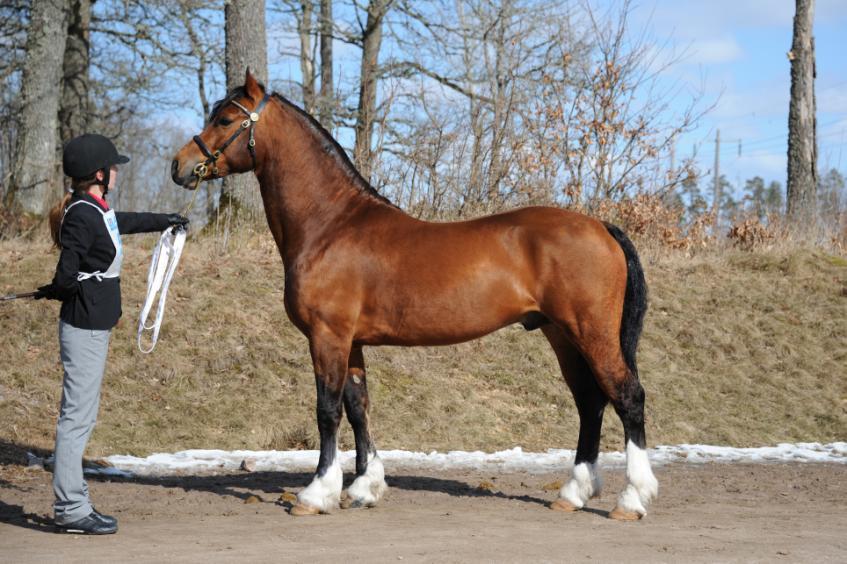 Avelsvärderad I Ljungby 2013 med G2 (Gunn Johansson) Härstamning, dokumentation och övriga meriter: Som 1-åring etta på Lampeter och Reserv Champion. Som föl trea på Royal Welsh Show.