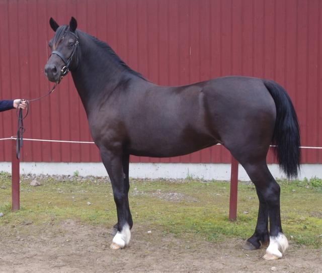 KWD 177 Burhults Red Sioned 37-10-2207 Fx, 154 cm Född 2010 hos Gunn Johansson, Burhults Stuteri & Ridskola, 543 38 Lerum. Ägare: Uppfödaren.