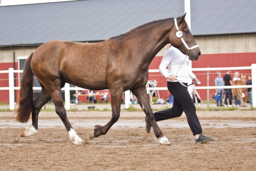 KWD 181 Iglatjärns Gazette 37-10-2043 Gulsvart, stjn snp, vktvf, vtktbb, 150 cm. Född 2010 hos Madeleine Hedlund, Partille. Ägare: Mari Brolund, Stenby 20, 743 50 Vattholma.