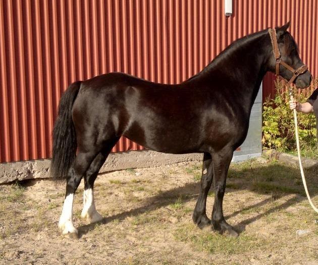 KWD 183 Långåsens Emilia 37-10-1171 Sv, bls, vtbb, 142 cm Född 2010 hos Karin Andersson, Långås 561, 441 95 Alingsås.