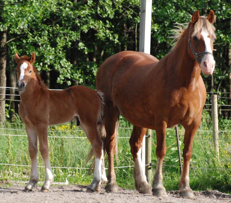 Llwyd WSB 101899 RWD 79 Menai Magic s Pleasure 37-98-7565 Fx Född 1998 hos Peter Jones, Menai Stud, Wales. Äg. Maud o Anna Enmark, Resteröds Ryr, 459 94 Ljungskile.
