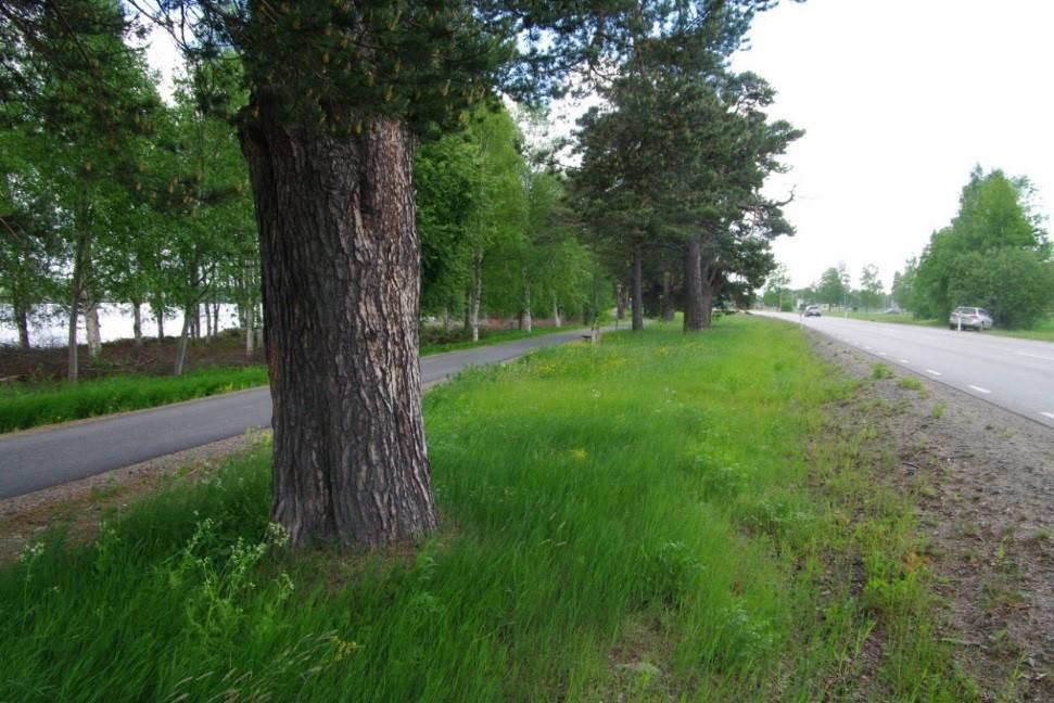 Vägförslaget och