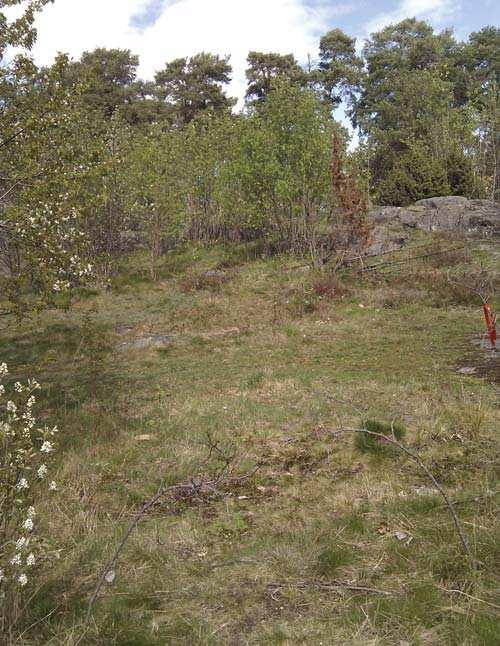 Wallentinus) A -