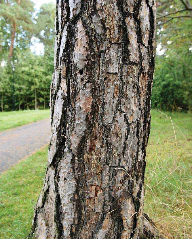 Kyrkparken (Dan
