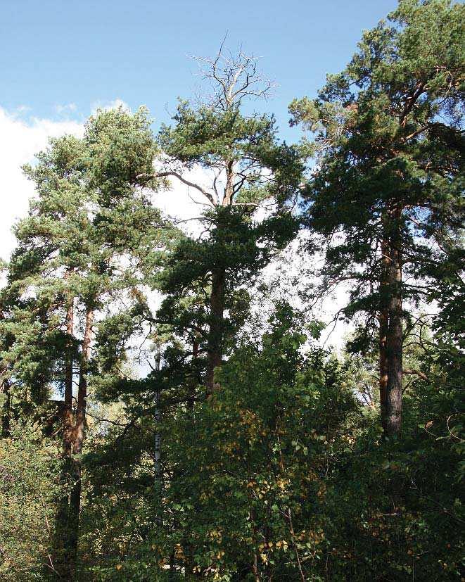 tallticka, C - tall