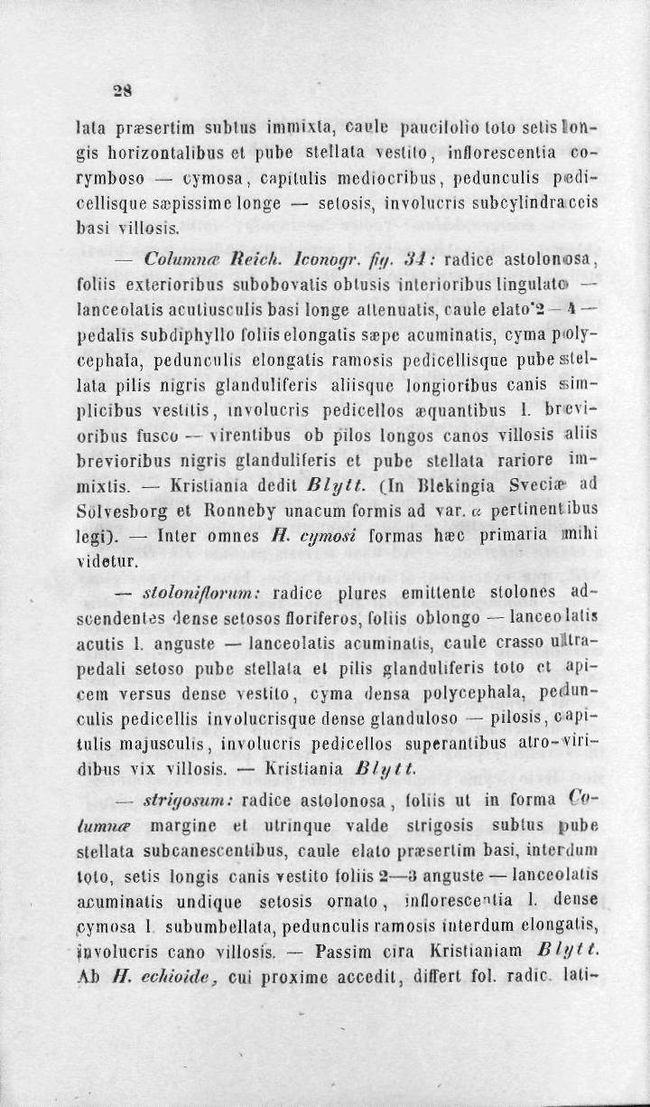 38 lata pnesertim sublus immixla, cai»le paucilolio lolo selis tongis horizontdlibus et pube slellala \eslilo, inflorescentia corymboso cymosa, capilulis mediocribus, pedunculis podicellisque