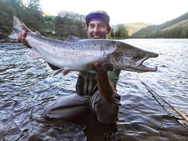 Efter halva juni så ökar mängden med lax i Stjördalsälven, då stiger det förutom storlax också mellanlax som väger mellan 4-7 kg.