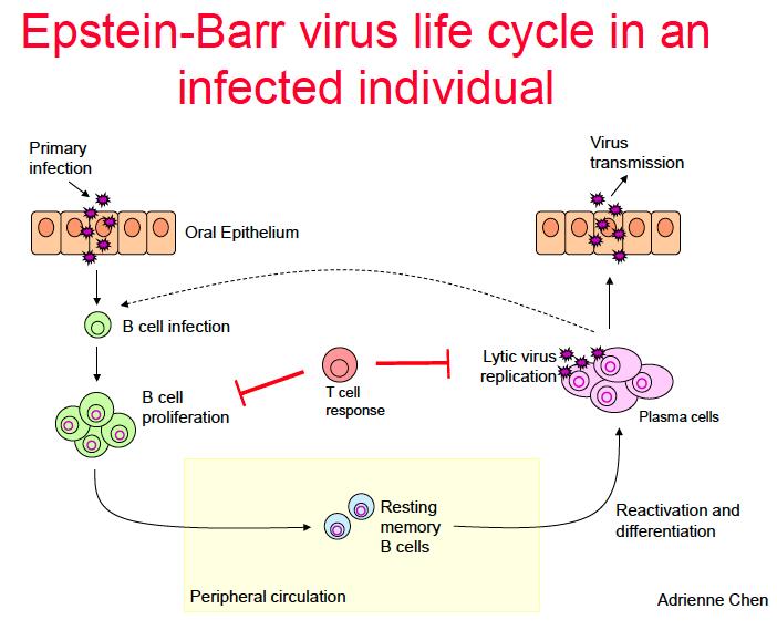 Plasma: Bara aktivt replikerande virus som släppts ut från celler, vilket korrelerar