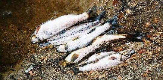 beteende. I de flesta fall där gädda fångats verkar det som att den försökt ta de fiskar som redan satt i nätet. Vissa nät hade även fiskar med tydliga bitmärken av gädda.