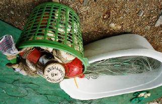 Det kan vara skilda eller samverkande orsaker till att abborren och troligen även gäddan försvunnit medan karpfisken gynnats, men den troligaste anledningen är syrebrist.