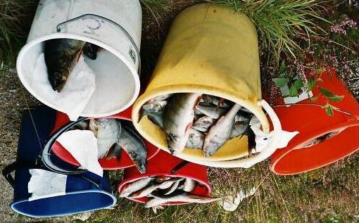 Pisc. abborre 35,2% Gädda 0,8% Mört 35,2% Gädda 38,9% Mört 8,2% Abborre 28,7% Abborre 52,9% Procentuell antalsfördelning av fångsten samt uppdelning av fiskätande (Piscivora) och icke fiskätande