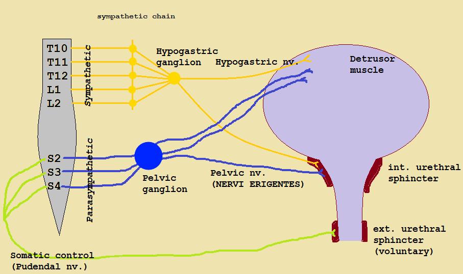 Blåsagumentation Blåsans innervation Blåsan är