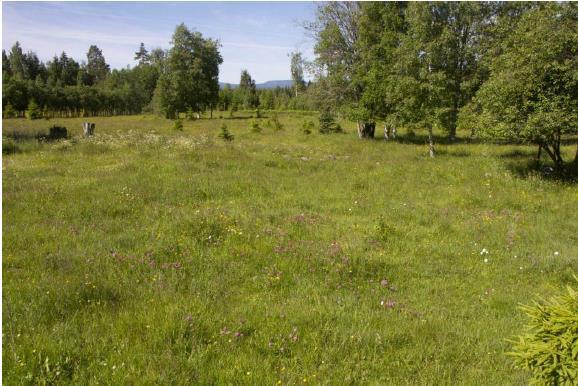 skogsplantering på blomrika ängshabitat. Ett annat hot är fragmentering (dvs. uppsplittring) av artens livsmiljö, samt påverkan på spridningssamband.