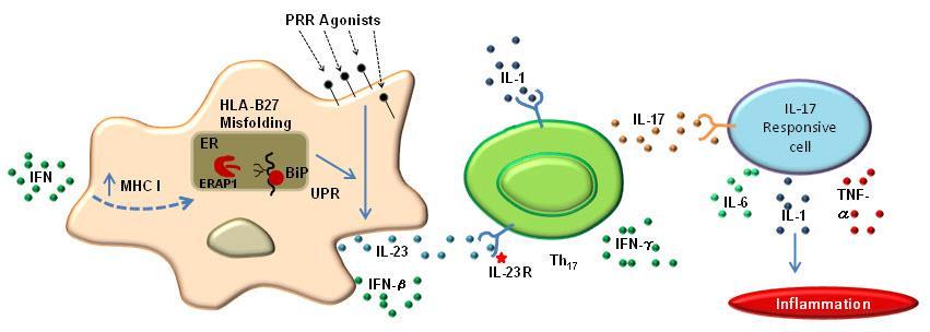 ERAP, IL23R and other genes how do they interact?