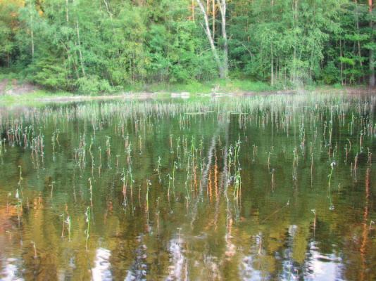 områden där bottenlutningen inte var för brant. Övervattensvegetation utgjordes av arter. Flytbladsvegetationen bestod av arter; vit näckros Nymphaea alba coll.