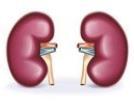 Gliflozin Hämmar sodium glukos transporter2 (SGLT2) i njuren = hämmar återresorption av glukos