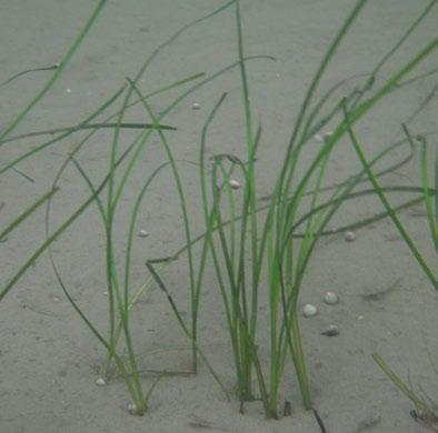 Undersökning av bottenfauna och makroalger