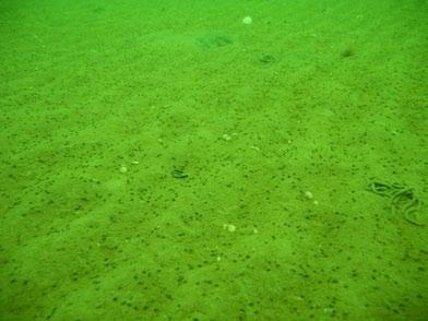 Bild 1-: Ripplad, fin sandbotten utan vegetation.