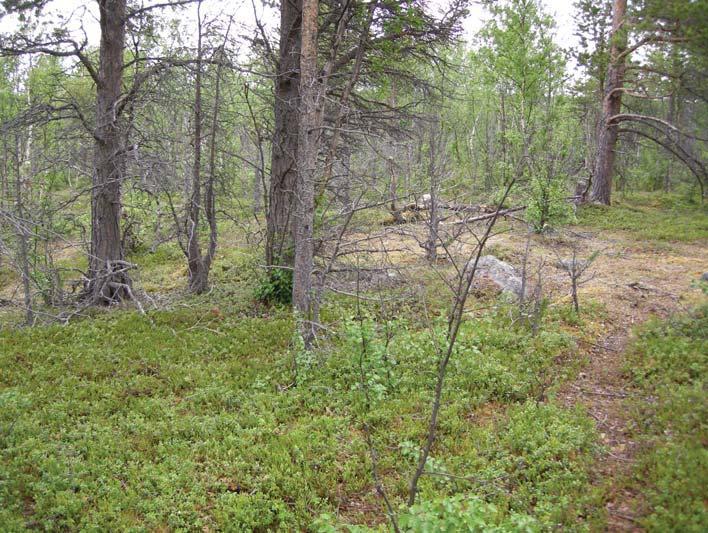 Nbm acc nr 2009:49:27 Norrbottens museum. Område för provgrop 1. Flack moränås med tallskog. Foto från N. Fotograf: Frida Palmbo.