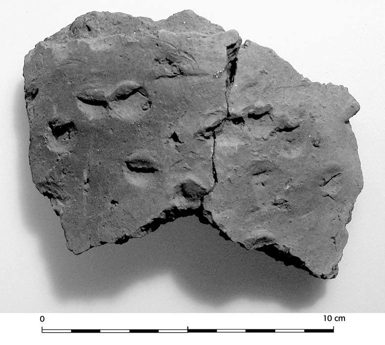 Fig. 92. Ett flertal skärvor med oregelbundna nagelintryck framkom intill den mellersta åkerholmen. Här avbildas F2551.