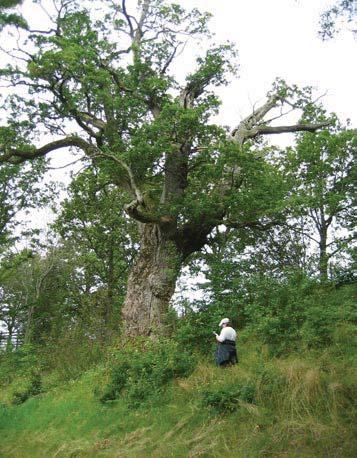 41 4921 Trädet har förlorat 50-75 % av den ursprungliga 40 % av den befintliga kronan består av levande Trädet skjuter skott från Förmåga till övervallning bedöms vara ganska bra.
