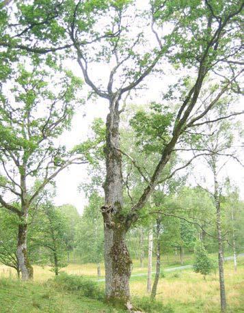 46 4946 Trädet har förlorat 25-50 % av den ursprungliga 60 % av den befintliga kronan består av levande Trädet skjuter skott från stammen och Trädet är beskuggat från en sida.