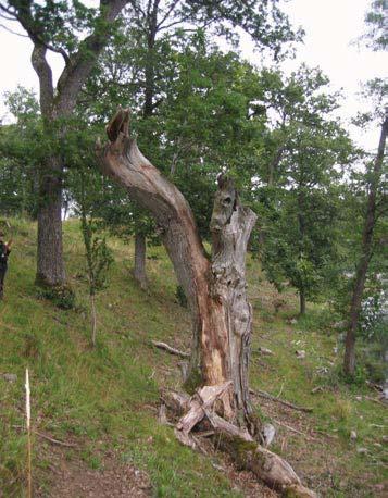 51 4967 Trädet har förlorat mindre än 25 % av den ursprungliga 90 % av den befintliga kronan består av levande Trädet skjuter skott från Förmåga till övervallning bedöms vara mycket bra.