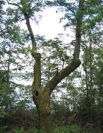 62 5035 Trädet har förlorat 50-75 % av den ursprungliga 60 % av den befintliga kronan består av levande Trädet skjuter skott från både basen och Trädet är beskuggat från två sidor.