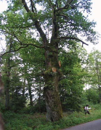 65 5032 Trädet har förlorat 50-75 % av den ursprungliga 60 % av den befintliga kronan består av levande Trädet skjuter skott från stammen och Förmåga till övervallning bedöms vara ganska bra.