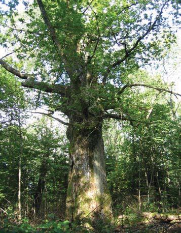 68 5016 Trädet har förlorat 50-75 % av den ursprungliga 60 % av den befintliga kronan består av levande Trädet skjuter skott från stammen och Trädet är beskuggat från alla sidor.