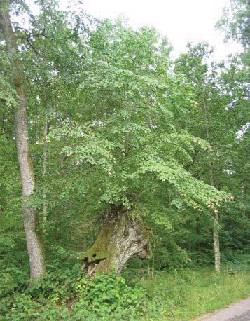 74 5055 Trädet har förlorat 25-50 % av den ursprungliga 80 % av den befintliga kronan består av levande Trädet skjuter skott från basen. Förmåga till övervallning bedöms vara ganska bra.