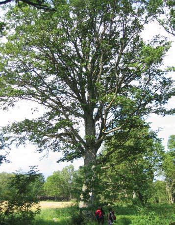 94 5049 Trädet har förlorat 50-75 % av den ursprungliga 60 % av den befintliga kronan består av levande Trädet skjuter skott från Förmåga till övervallning bedöms vara ganska bra.