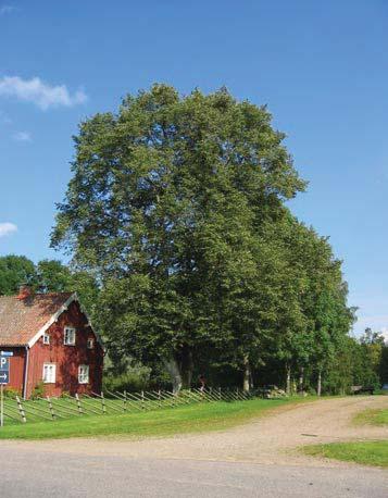 105 4955 Trädet har förlorat mer än 75 % av den ursprungliga 80 % av den befintliga kronan består av levande Trädet skjuter skott från basen, stammen och Trädet är beskuggat från en sida.