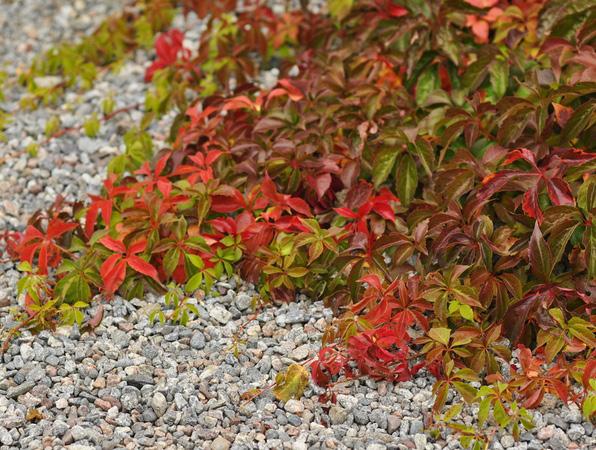 Låg vegetation i mittrefuger samt sidområden kan stadga upp vägrummet men behöver avvägas i relation till driftsaspekten.