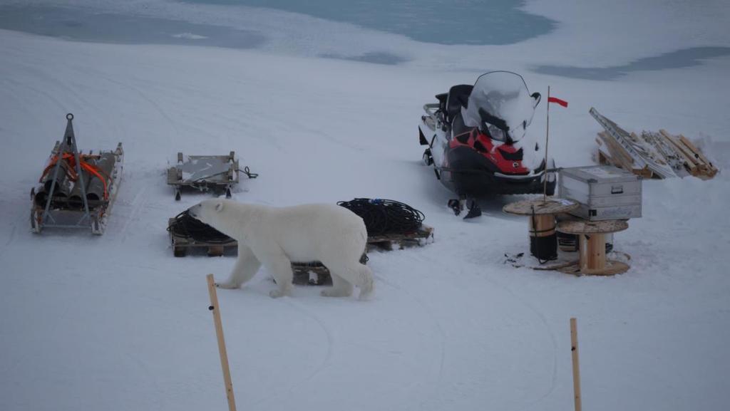 Tack vare våra skickliga isbjörnsvakter och med hjälp av helikoptern, så avvisade vi dem båda försiktigt men bestämt.