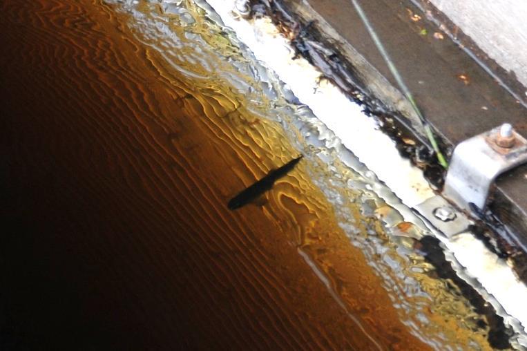 Inloppskanalen är vid den aktuella platsen ca 7 meter bred och mellan 1 1,5 meter djup.