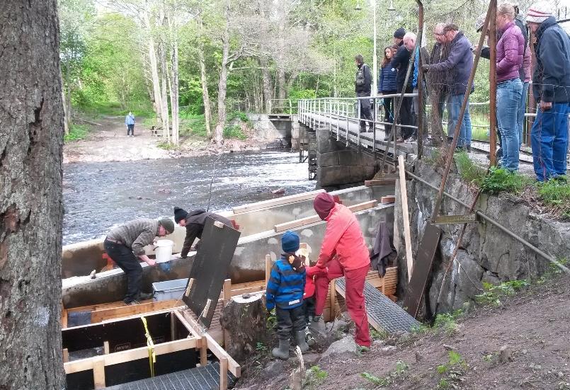 Utvandring av lax- och öringsmolt i Testeboån 2017 PM Johan Dannewitz 2018-01-17 Mängden utvandrande smolt i Testeboån under 2017 skattades, likt tidigare år, med hjälp av fångst/återfångst-metodik.