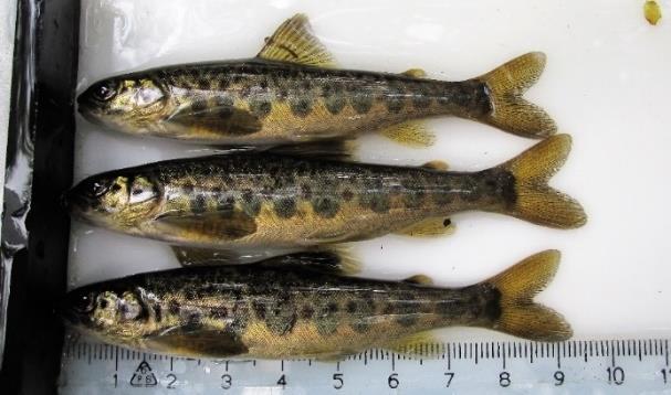 Lite från fiskräknarens PIT-antenn Främsta anledningen till att utvandrande smolt i Testeboån märks med PIT, (Passive Integrated Transponder), är att med hjälp av återfångsterna i smoltfällan kunna