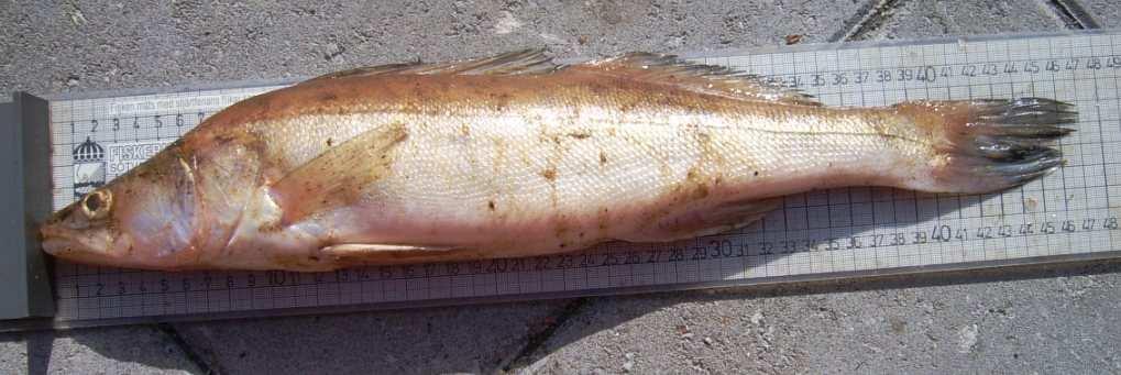 Gös Bild 12. Gösbeståndet i Kiasjön fungerar väl. Gösen är den fiskart som lockar mest. Duktiga fiskare fångar idag ofta flera gösar i Kiasjön under ett fiskepass.