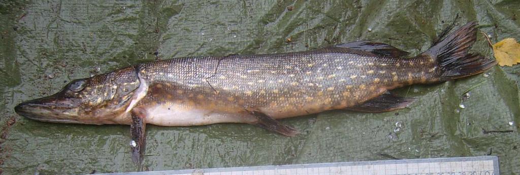 Bild 17. Fiskbeståndet är tydligt påverkat i Björkhultssjön. Vid provfisket 211 fångades ingen mört under 12 mm vilket troligen beror på surstötar.