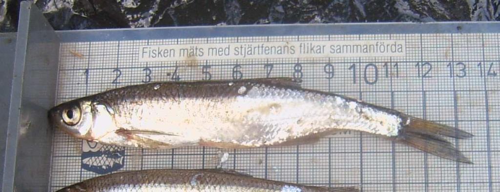 Diskussion, sammanfattning och råd Björkhultssjöns fiskbestånd har försämrats kraftigt.