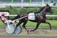 9 juli 2011 gjorde han debut på V75 och nu blir det 65:e raka starten på V75! 2013 slutade han tvåa efter en vass spurt bakom Nahar i H.K.H. Prins Daniels lopp på rekordtiden 1.09,7.