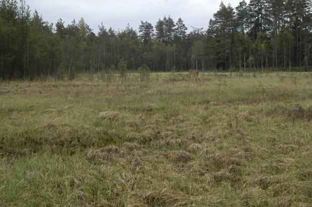 Kärr är ofta trädfria